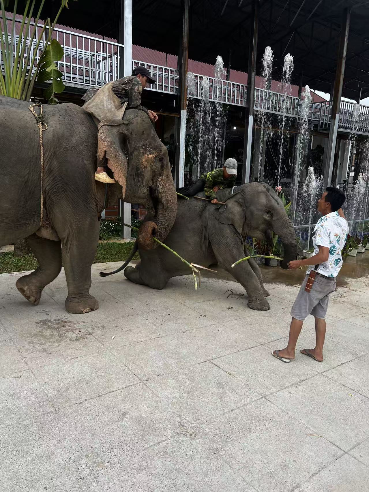 Staff feeding sugar cane to an elephant at the Vang Vieng site